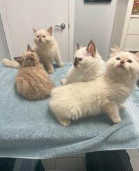 Gattino Ragdoll